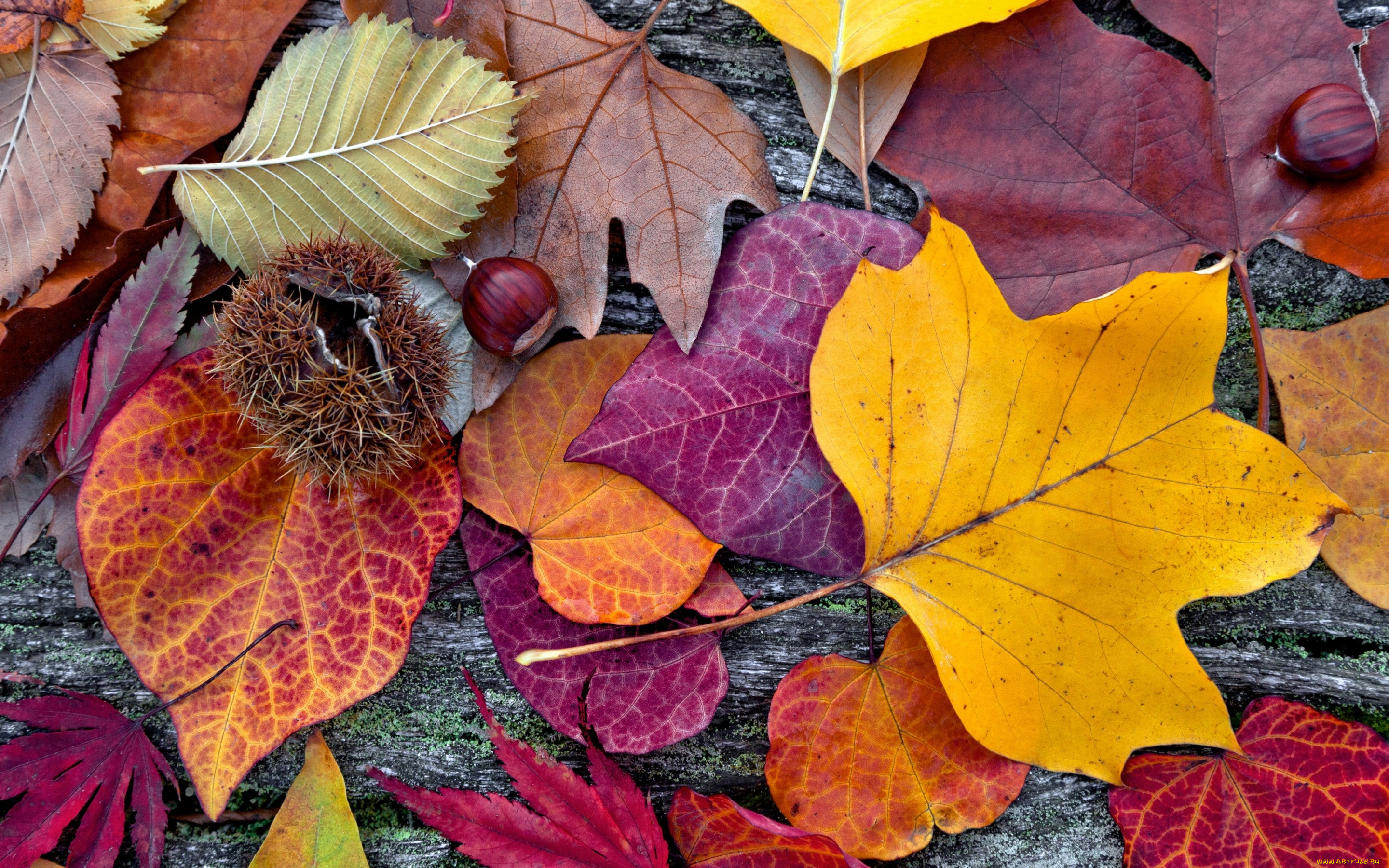, , , colorful, leaves, autumn